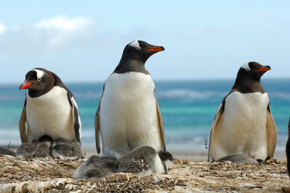 A different kind of Aussie beach chick on Heard Island.