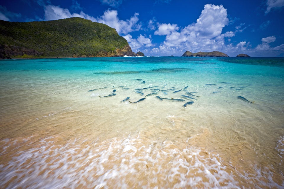 A school of king fish at Lord Howe Island