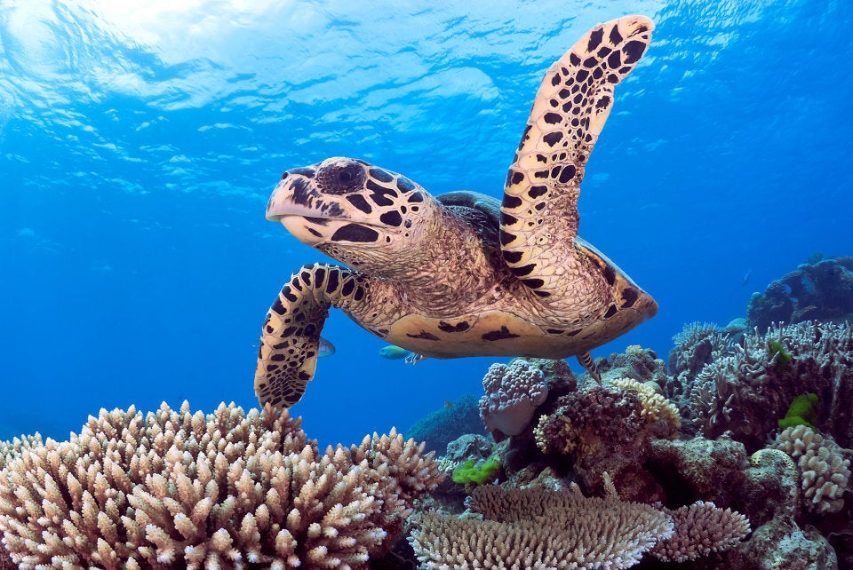 A Hawksbill Sea Turtle on the Great Barrier Reef.