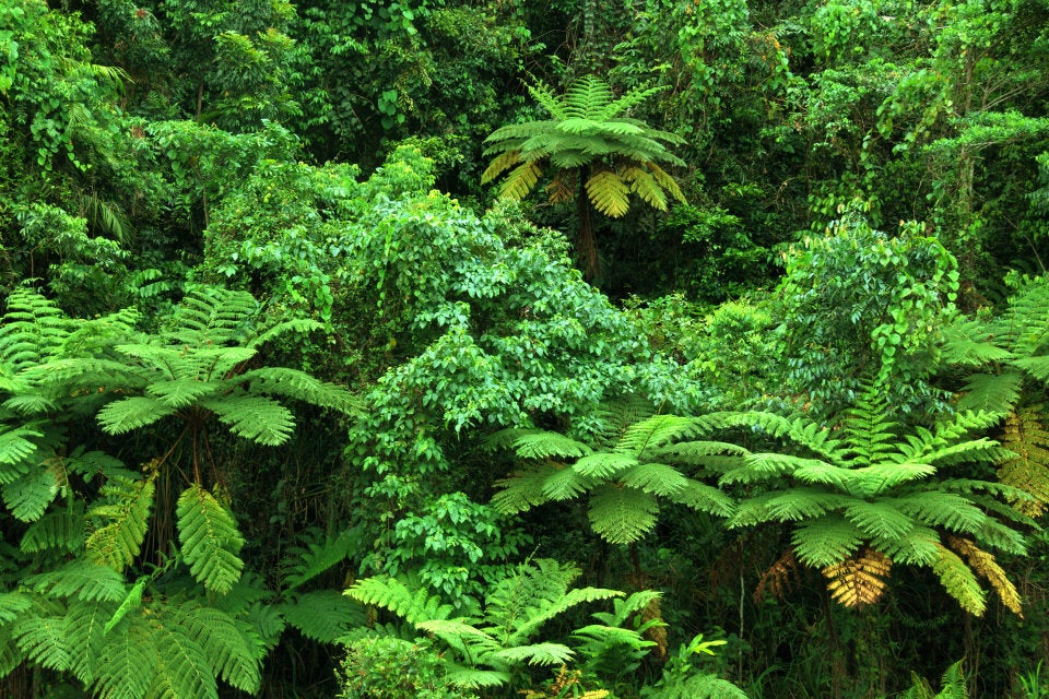 Every inch is carpeted in verdant growth in the Wet Tropics.