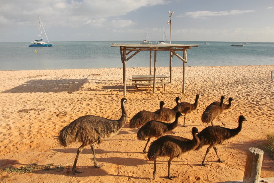 Emus on the beach at Shark Bay.