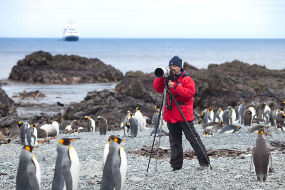 The locals don't mind being photographed at Maquarie Island.