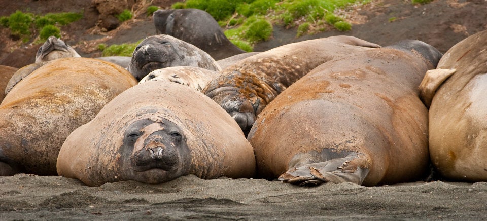 There are no bikini diets for the elephant seals on Macquarie Island.