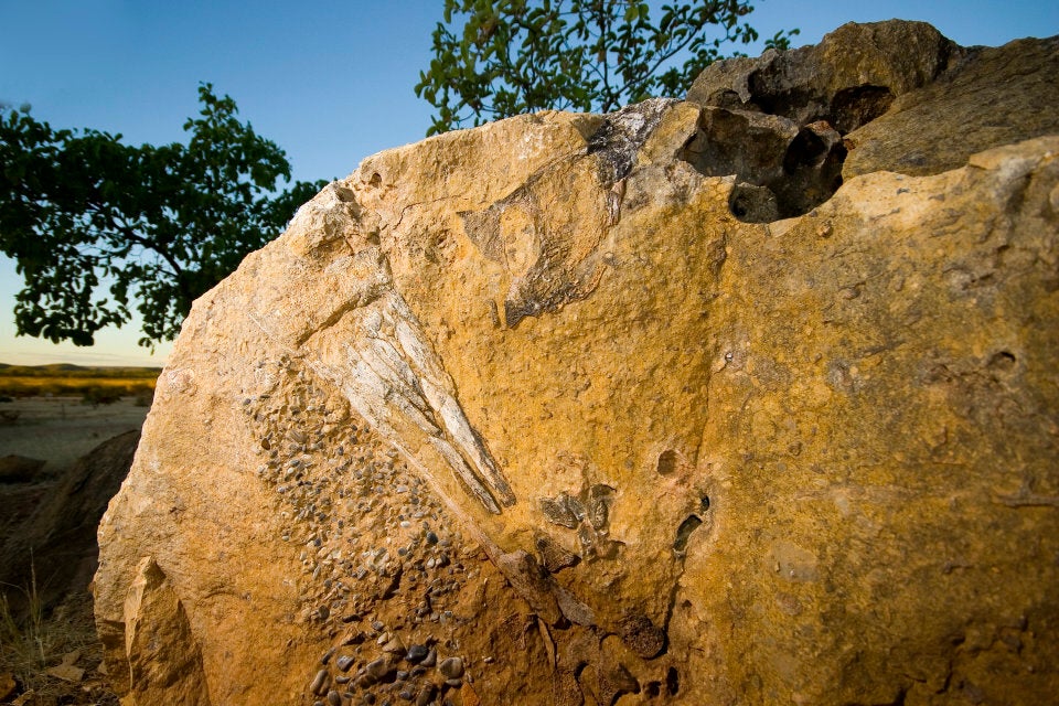 A fossil of a massive, flightless 'thunderbird'.