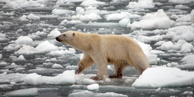 The world must dramatically curb greenhouse gas emissions beyond cuts agreed to in the Paris climate deal if we hope to avoid the worst effects of climate change, warns a new United Nations report.