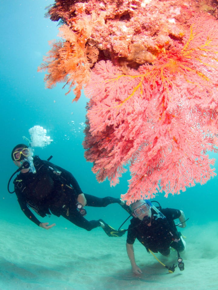 The pier is covered in soft corals.