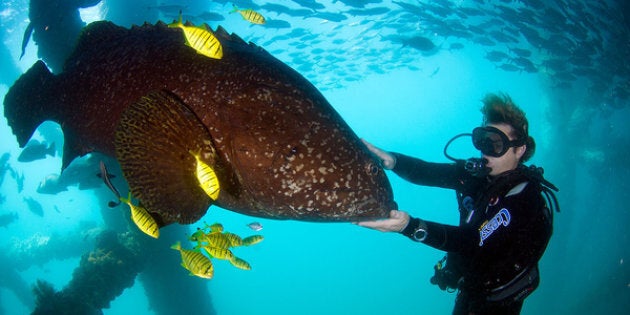 A large potato cod lurks below the navy base.