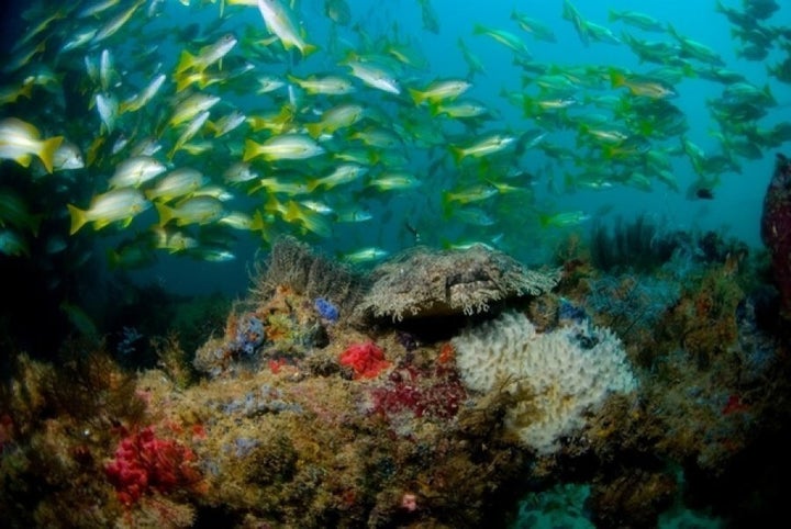 More than 200 fish species are found along the 300m pier.