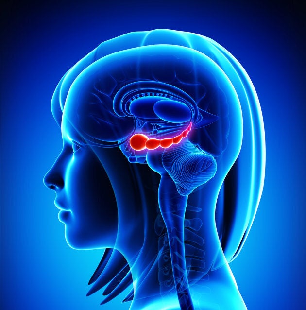 Certain dietary patterns influence parts of the brain, namely the hippocampus which is important for mental health.