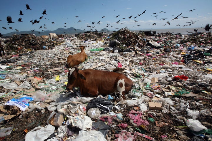 Two cows rest while birds fly overhead in search of food at the Managua's municipal garbage dump, known as "La Chureca" in Nicaragua.