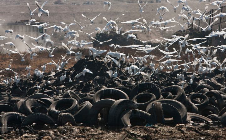 Birds fly over garbage at the Bordo Poniente landfill on the outskirts of Mexico City.