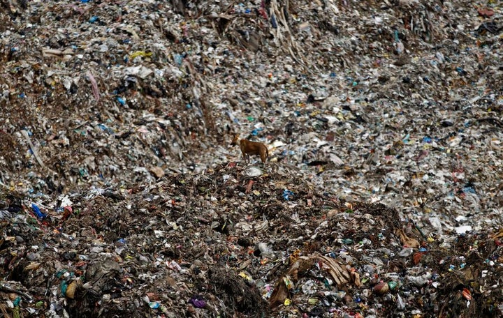 A stray dog stands on a mound of garbage at a landfill site on the outskirts of Bangalore, India.