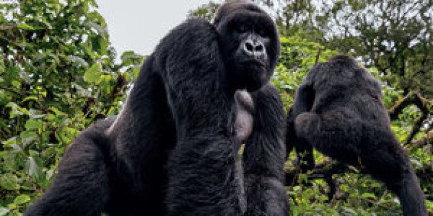 A silverback from the 22-member Mapuwa family emerges from the jungle to keep an eye on a ranger patrol. The park has largely succeeded in protecting mountain gorillas, its top tourist draw, from violence. Their population is now growing.