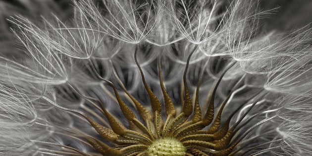 The second-placed photograph in the 2017 Nikon Small World Competition. It's a picture of the Senecio vulgaris (a flowering plant) seed head, at 2x zoom.