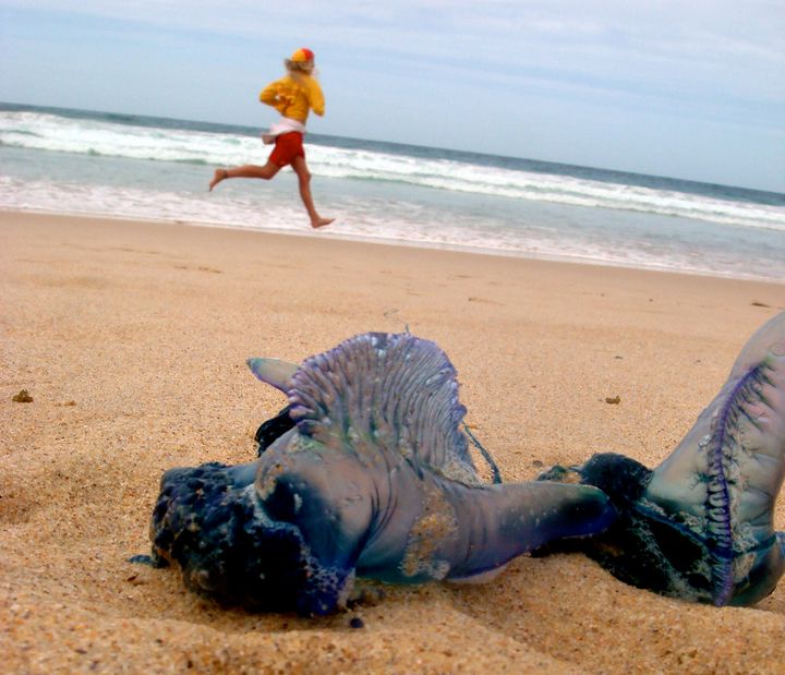 Bluebottles can still sting you when they're on the beach.