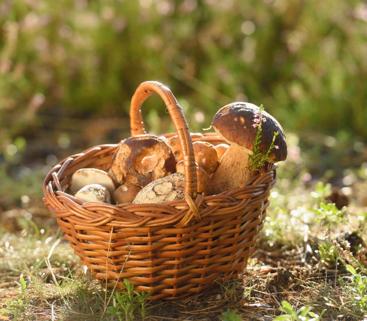 Sun exposure significantly increases the vitamin D content in mushrooms.