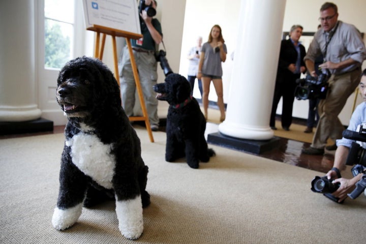 Bo (left) and Sunny at the White House in 2015