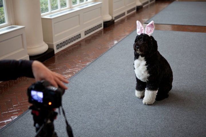 Bo being videotaped for the annual White House Easter Egg Roll