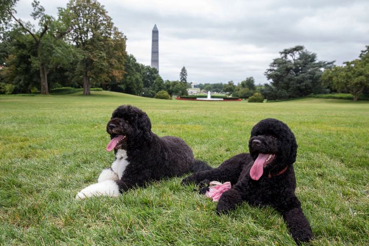 Bo and Sunny on the South Lawn of the White House in 2013