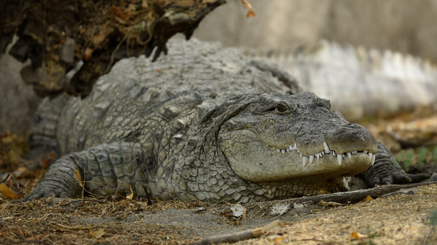 Hunt Continues For Killer Crocodile After Woman's Remains Found