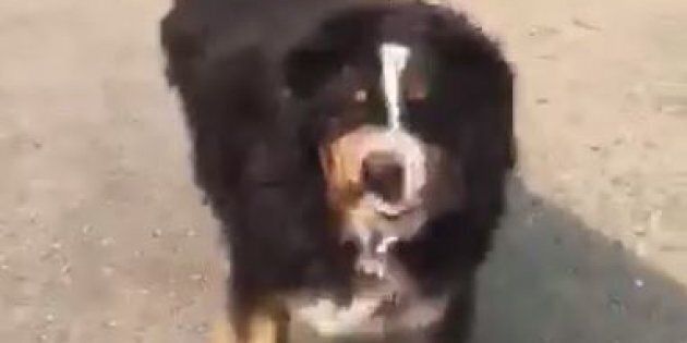 Izzy the Bernese Mountain Dog was thought to have died in the California fires.