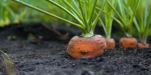 Natural carrots grown in the garden