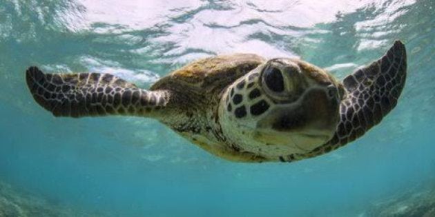 Mon Repos has the largest Logger Head Turtle population in the South Pacific.