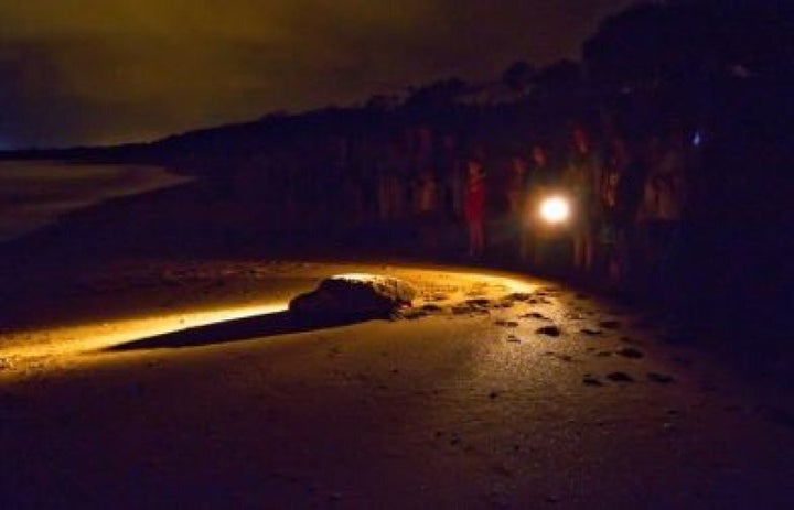 Each year around 300,000 people visit Bundaberg for their own 'National Geographic' experience.