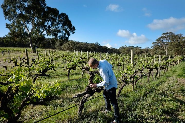 The Mayo electorate is home to some of the state's best wine regions in McLaren Vale and the Adelaide Hills.