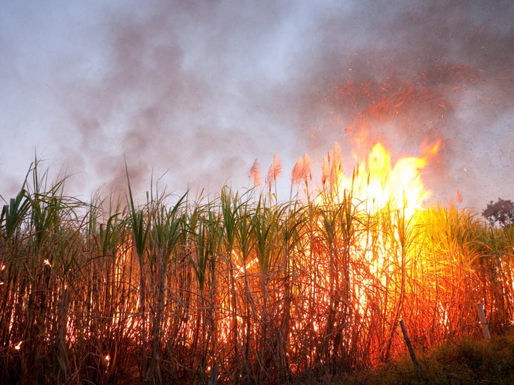 Sugarcane has been traditionally burned before harvest.