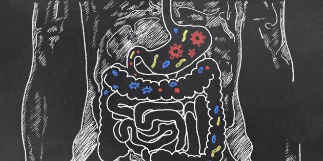 Scientists are looking to gut bacteria to improve mood and cognition. 