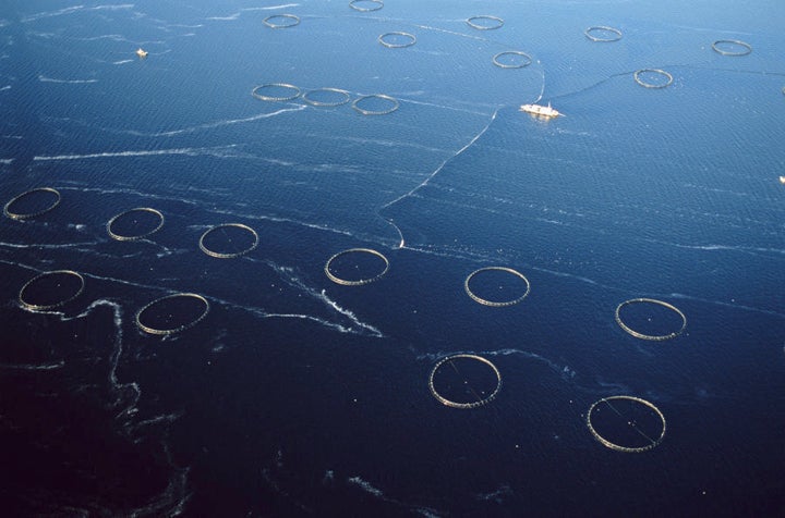 Salmon and trout cages in Macquarie Harbour, Tasmania, which is an area for concern, experts say.