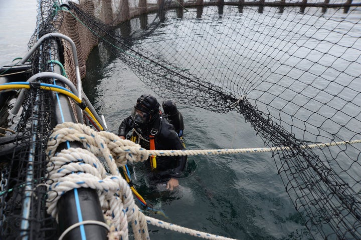 A diver returns from inspecting broken netting in a salmon pen at Huon Aquaculture Co.'s salmon farm at Hideaway Bay, Tasmania.