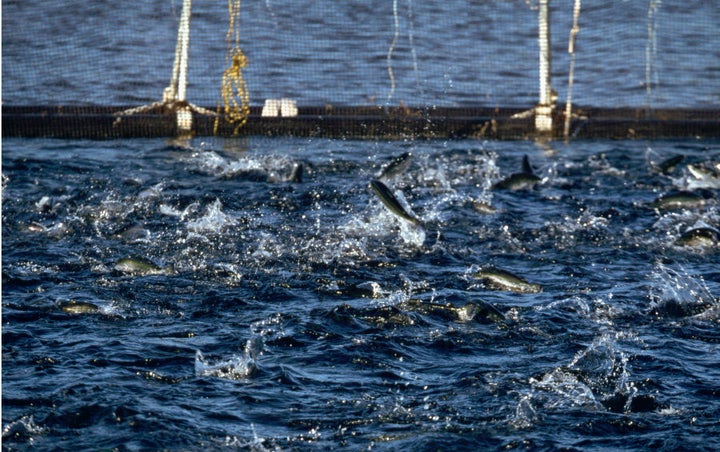 Young salmon break the water's surface as they rush for fish meal pellets fired from an air gun. Port Temperance, Dover, Tasmania, Australia.