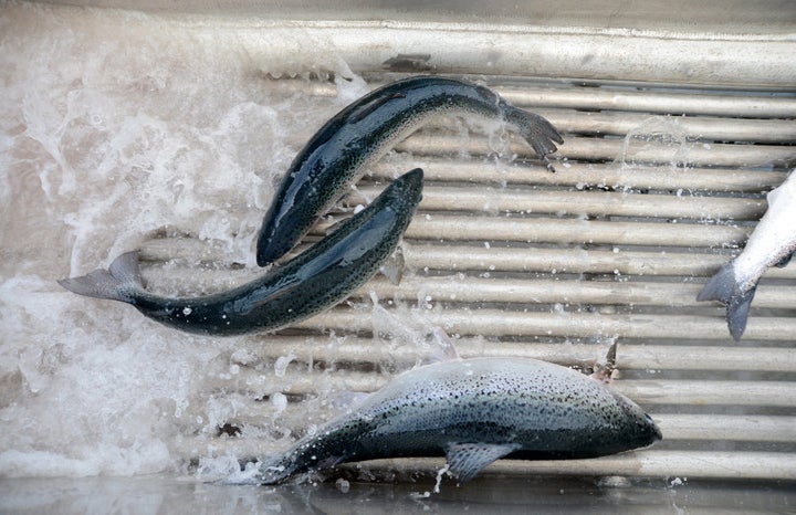 Salmon pass through a shower of fresh water, a process for preventing amoebic gill disease, at Huon Aquaculture Co.'s salmon farm at Hideaway Bay, Tasmania.