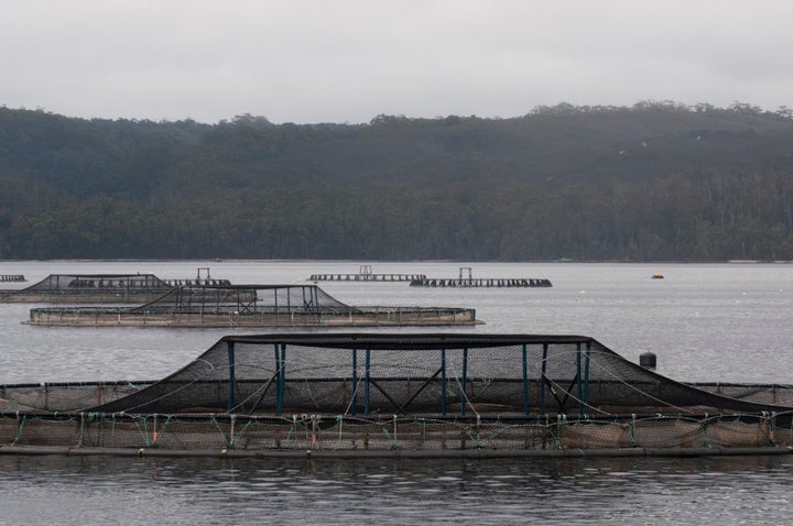 Uneaten feed and faecal matter settles on the bottom of the cages and seafloor, which can create low oxygen water.