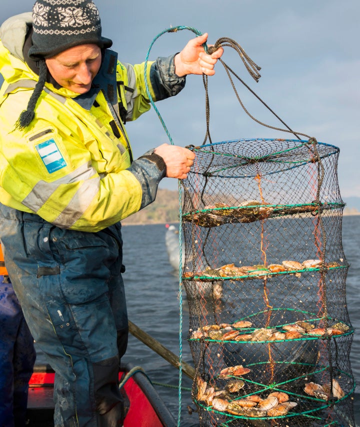 Integrated multi-trophic aquaculture (IMTA) includes the growing of scallops, oysters, mussels, urchins and seaweed around intensive salmon farms.