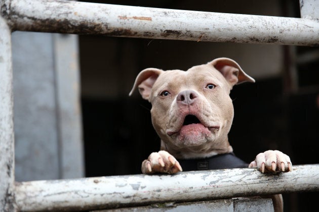 Staffy dogs for store adoption