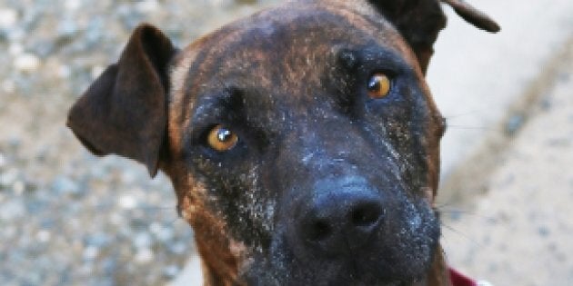 Staffys are the second most popular dog in Australia but, when they're in an animal shelter, they're often difficult to rehome.