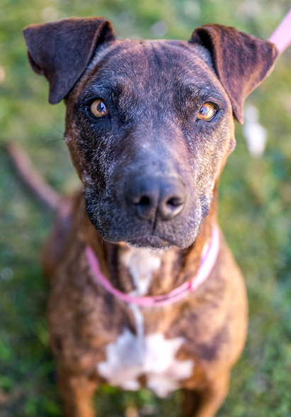 Shady the ten year old Staffy is waiting for her 'forever home.' Contact the Animal Welfare League NSW if you can rescue her.