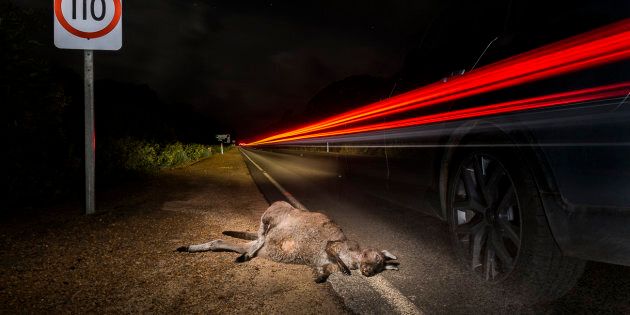 Despite the well-known fact that kangaroos are most active between dusk and dawn, there are no dusk to dawn speeding restrictions on Kangaroos Island.
