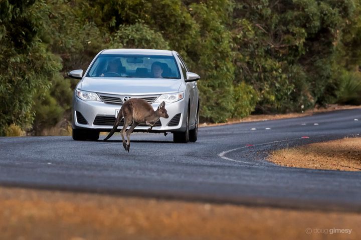 Kangaroos often jump out from the roadside bush into oncoming traffic... but don't worry, this one was lucky.