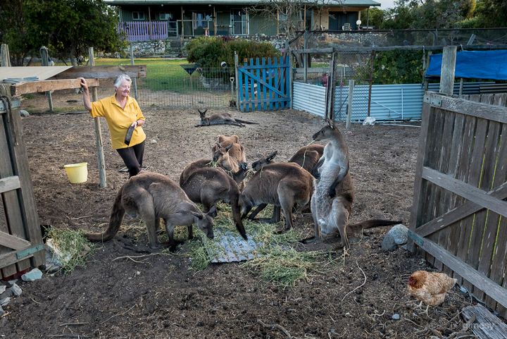 Sandy has cared for injured and orphaned joeys for over 20 years.