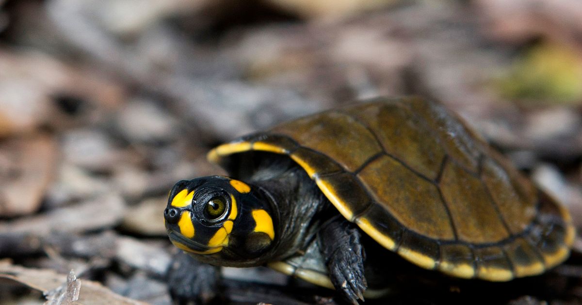 Thousands Of Baby River Turtles Released Into The Wild In The Amazon ...