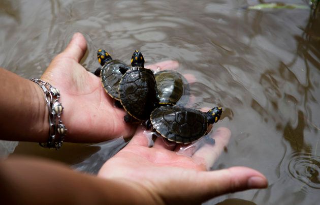 The Quelonios turtle hatchlings were released into a lake in the Amazon.