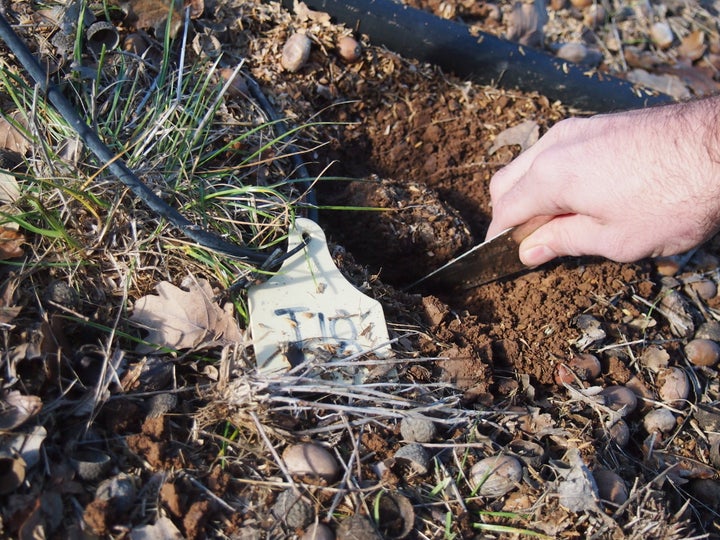 Digging for truffles.