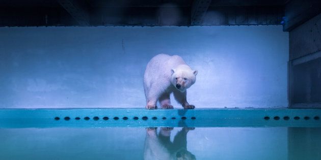A sad polar bear that captured the world's attention is being moved back to his parents.
