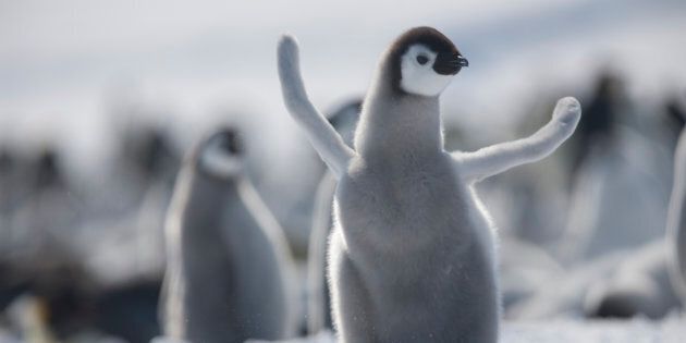 Join this juvenile emperor penguin in taking a moment to pat ourselves on the back.