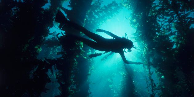 Kelp forests are at risk the world over including in Australia where it supports our local lobster industry.