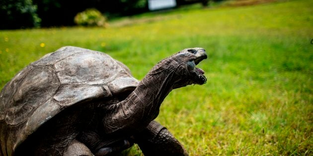 The Oldest Animal In The World Is Probably Gay | HuffPost Life The Oldest Animal In The World Is Probably Gay | HuffPost Life